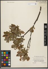 Foto von Salix waldsteiniana Willd.